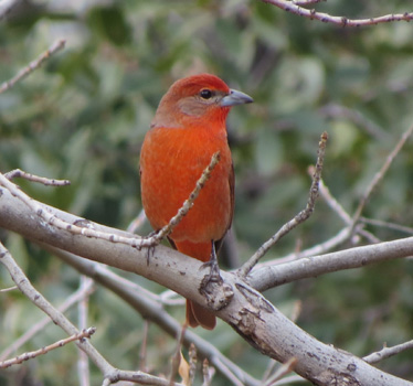 Hepatic Tanager male Madera Canyon 1_9_2015